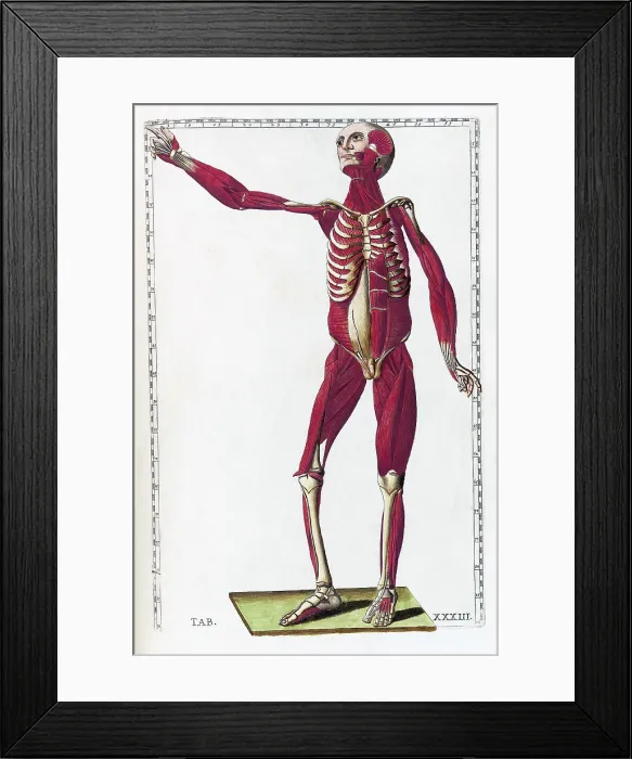 Framed Print : Eustachi, 'Tabulae anatomicae', 1783