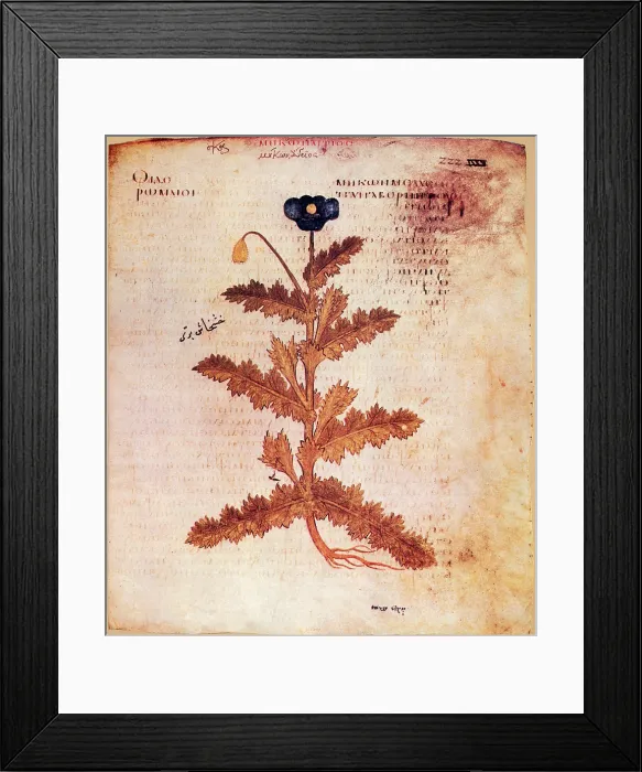 Framed Print : Opium Poppy Framed Print : Opium Poppy
