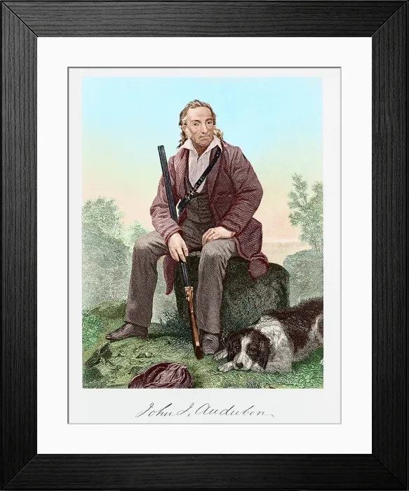 Framed Print : John James Audubon Framed Print : John James Audubon