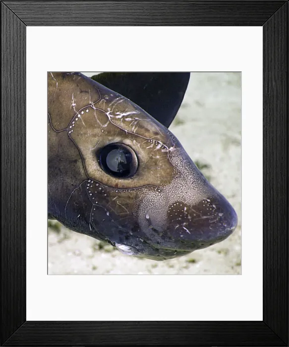 Framed Print : Chimaera, Showing Electroreceptors Framed Print : Chimaera, Showing Electroreceptors