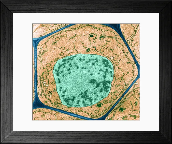 Framed Print : Typical Plant Cell, Root Tip, TEM Framed Print : Typical Plant Cell, Root Tip, TEM