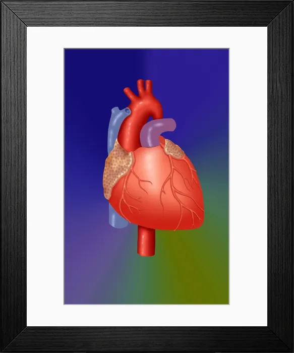 Framed Print : Human Heart Framed Print : Human Heart