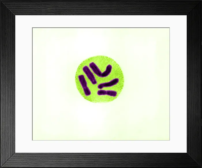Framed Print : Metaphase in Trillium erectum
