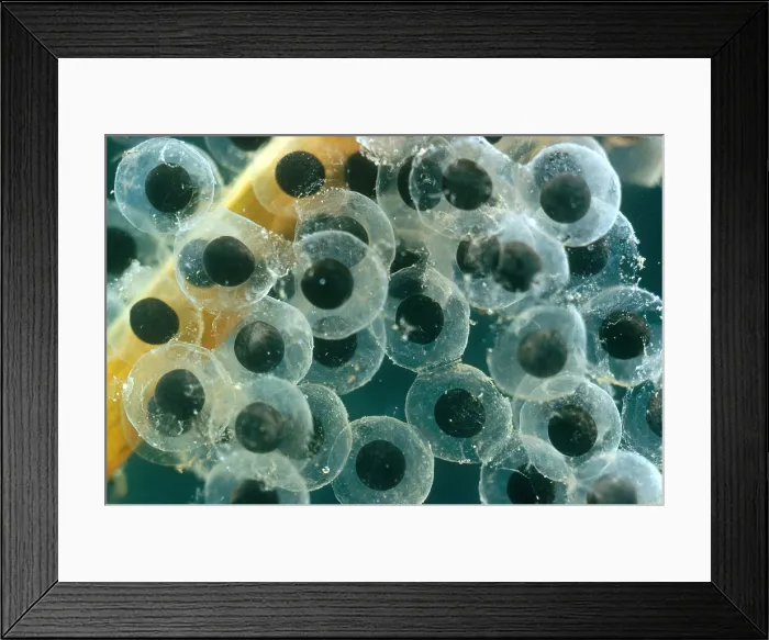 Framed Print : Frog Eggs Hatching Framed Print : Frog Eggs Hatching