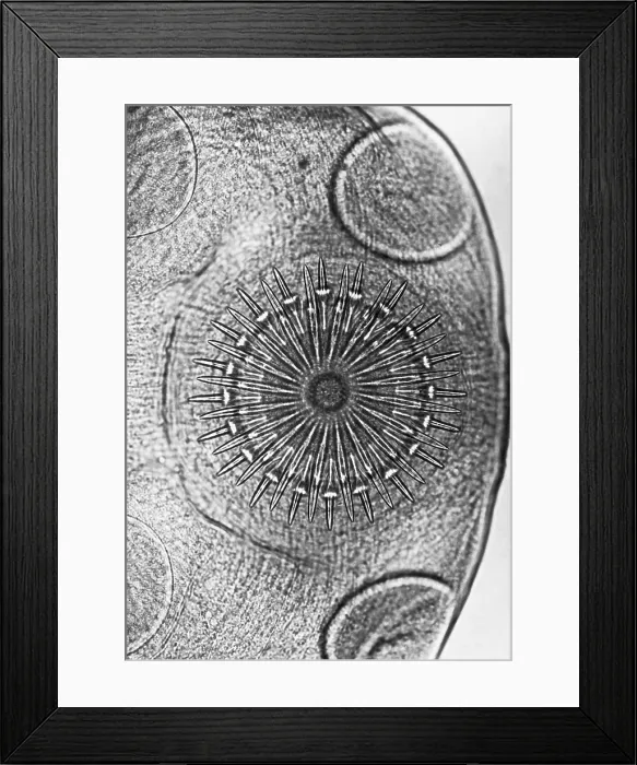 Framed Print : Dog Tapeworm Rostellum (LM) under a microscope Framed Print : Dog Tapeworm Rostellum (LM) under a microscope