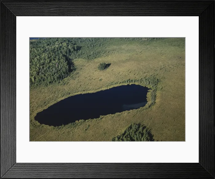 Framed Print : Michigan Bog