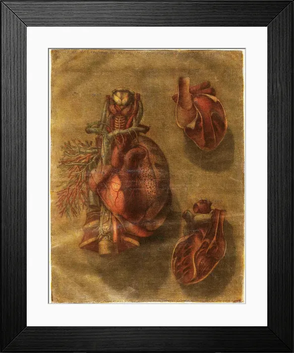 Framed Print : Anatomie Generale Des Visceres