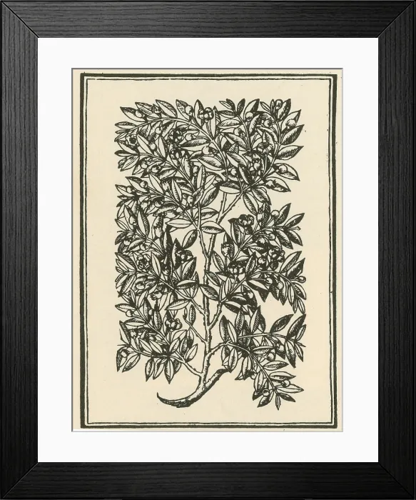 Framed Print : Myrtle, Alchemy Plant