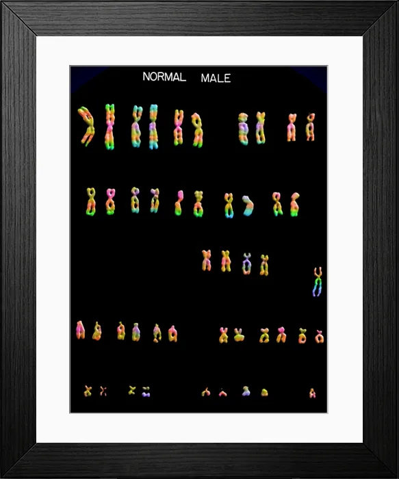 Framed Print : Karyotype, Normal Male Chromosomes
