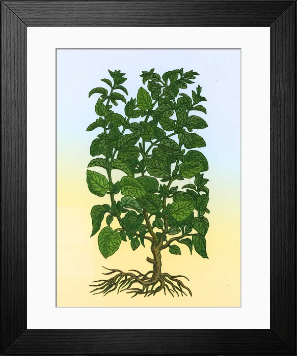 Framed Print : Lemon Balm Framed Print : Lemon Balm
