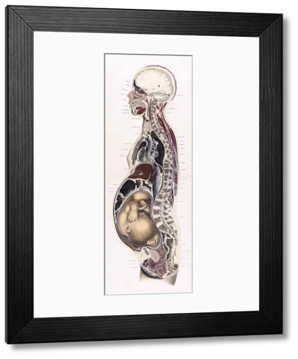 Framed Print : Topographisch-anatomischer, Braune, 1872 Framed Print : Topographisch-anatomischer, Braune, 1872