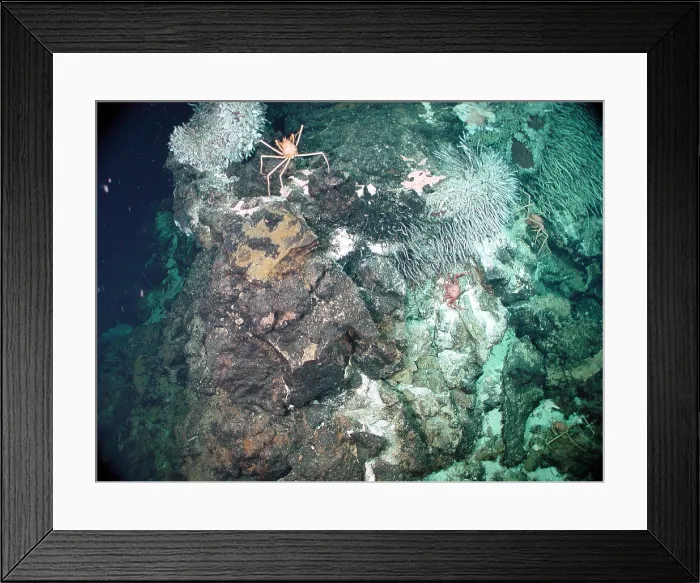 Framed Print : Zooarium Chimney Framed Print : Zooarium Chimney