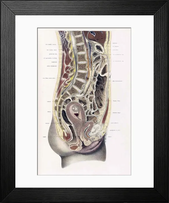 Framed Print : Topographisch-anatomischer, Braune, 1872 Framed Print : Topographisch-anatomischer, Braune, 1872