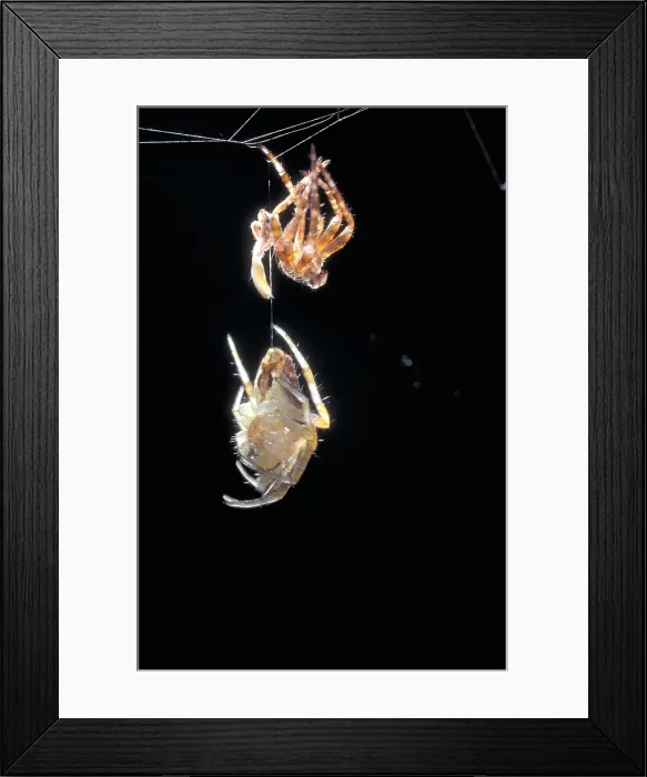 Framed Print : Cross Spider Framed Print : Cross Spider