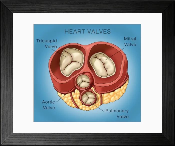 Framed Print : Heart Valves, Illustration
