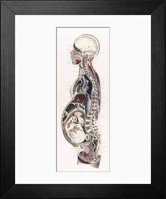 Framed Print : Topographisch-anatomischer, Braune, 1872