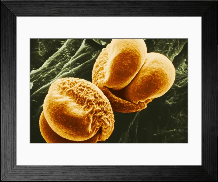 Framed Print : Pine Pollen, under a microscope (SEM) Framed Print : Pine Pollen, under a microscope (SEM)