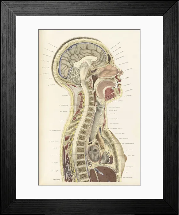Framed Print : Topographisch-anatomischer, Braune, 1872