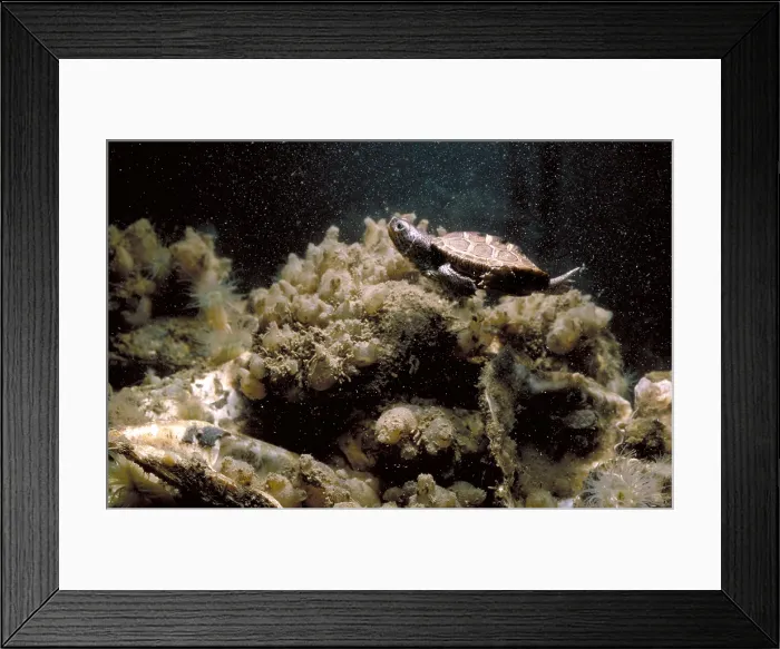 Framed Print : Northern Diamondback Terrapin