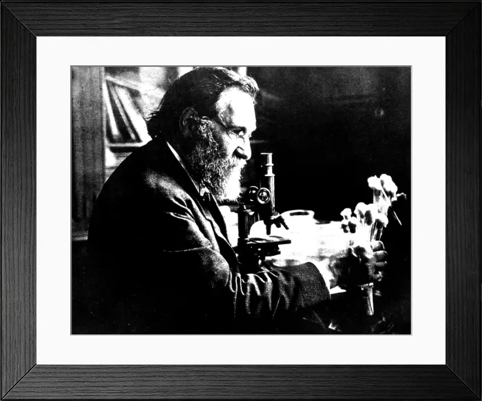 Framed Print : Ilya Ilyich Mechnikov, Russian Biologist Framed Print : Ilya Ilyich Mechnikov, Russian Biologist