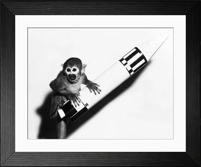 Framed Print : Miss Baker, American Space Pioneer Framed Print : Miss Baker, American Space Pioneer