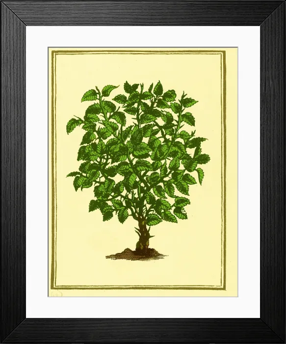 Framed Print : Myrrh. According to an ancient Oriental legend Framed Print : Myrrh. According to an ancient Oriental legend