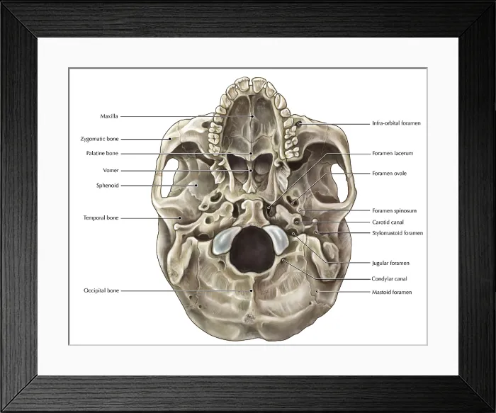 Framed Print : Skull (Inferior View) Framed Print : Skull (Inferior View)