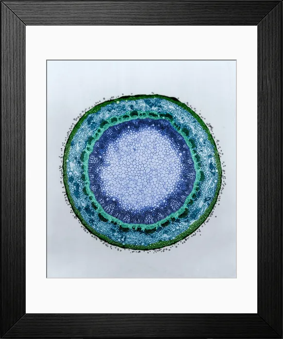 Framed Print : Magnolia Stem, light micrograph Framed Print : Magnolia Stem, light micrograph