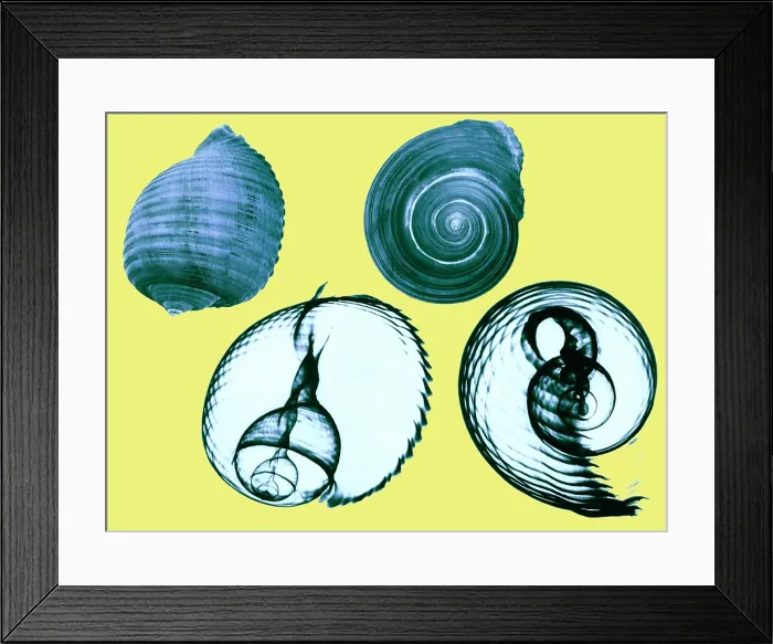 Framed Print : Tun shell, X-ray Framed Print : Tun shell, X-ray