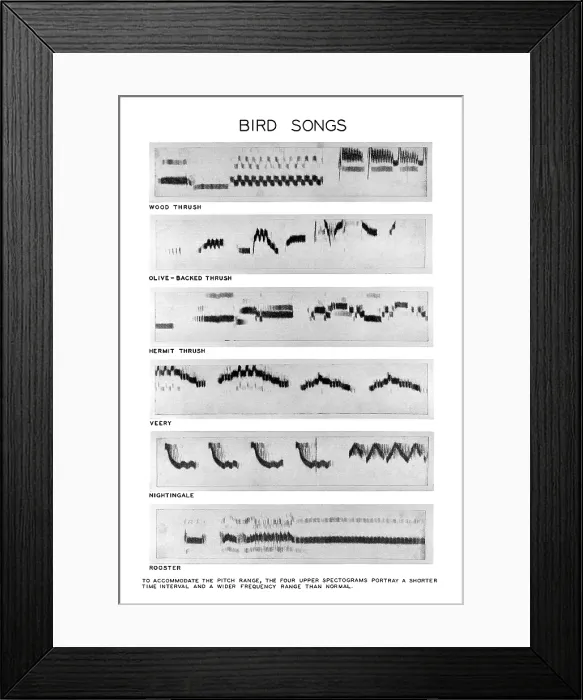 Framed Print : Spectrograms Framed Print : Spectrograms