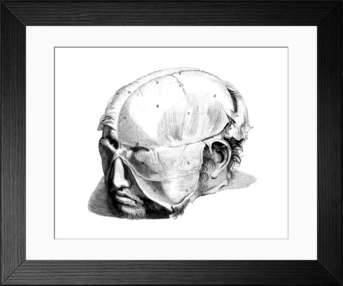 Framed Print : Anatomia humani corporis, Table 05, 1690