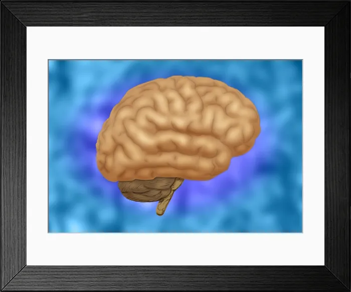 Framed Print : Human Brain Framed Print : Human Brain