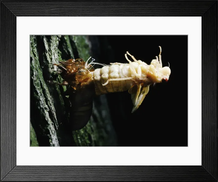 Framed Print : Periodical Cicada Framed Print : Periodical Cicada
