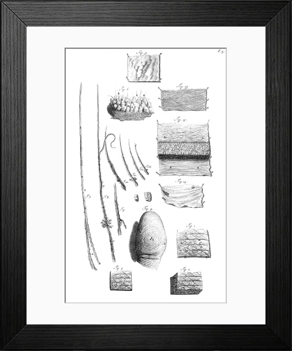 Framed Print : Anatomia humani corporis, Table 04, 1690