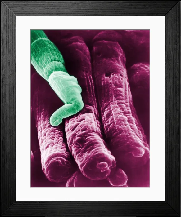 Framed Print : Rods and Cones Framed Print : Rods and Cones