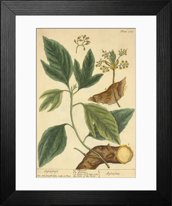 Framed Print : Sassafras, Medicinal Plant, 1737 Framed Print : Sassafras, Medicinal Plant, 1737