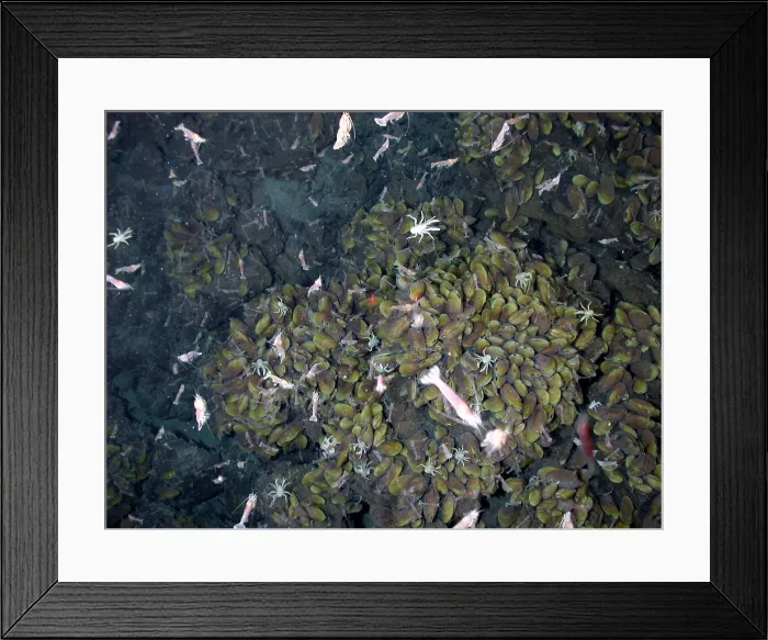 Framed Print : Hydrothermal Vent Community Framed Print : Hydrothermal Vent Community