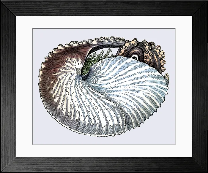 Framed Print : Argonaut or Paper Nautilus