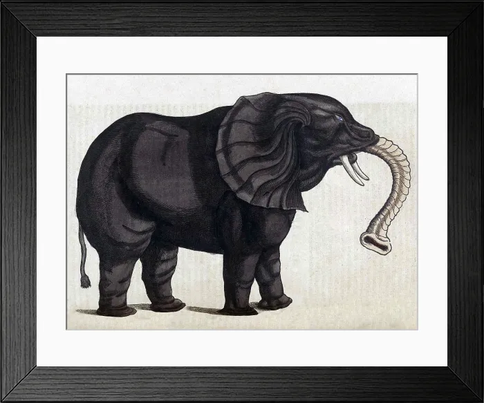 Framed Print : Gessner, Elephant, 16th Century