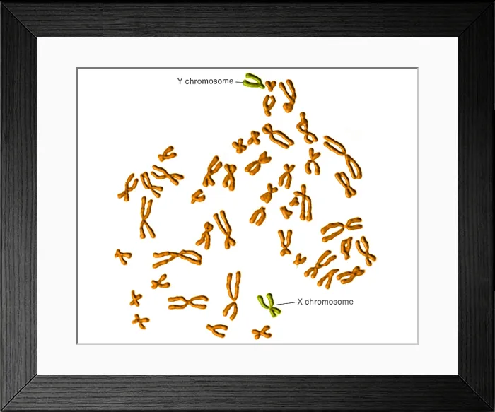 Framed Print : Karyotype, Normal Male Chromosomes Framed Print : Karyotype, Normal Male Chromosomes
