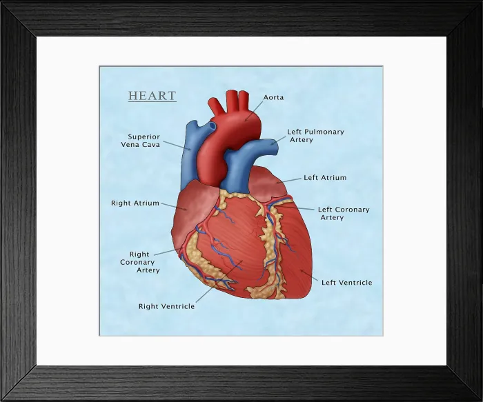 Framed Print : The Human Heart, Illustration Framed Print : The Human Heart, Illustration