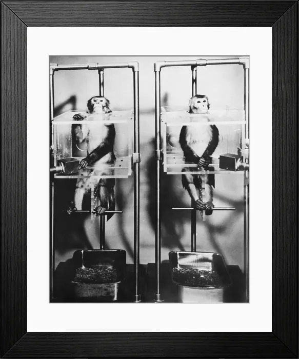 Framed Print : Sense Deprivation Testing on Monkeys Framed Print : Sense Deprivation Testing on Monkeys