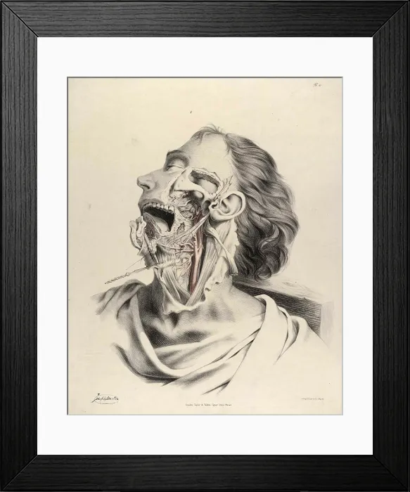 Framed Print : Historical Anatomical Illustration Framed Print : Historical Anatomical Illustration