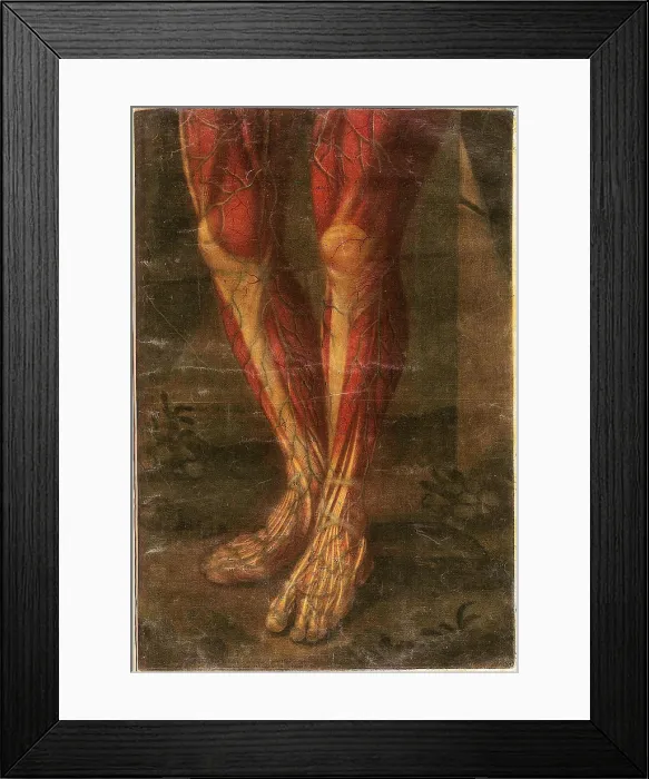 Framed Print : Anatomie Generale Des Visceres