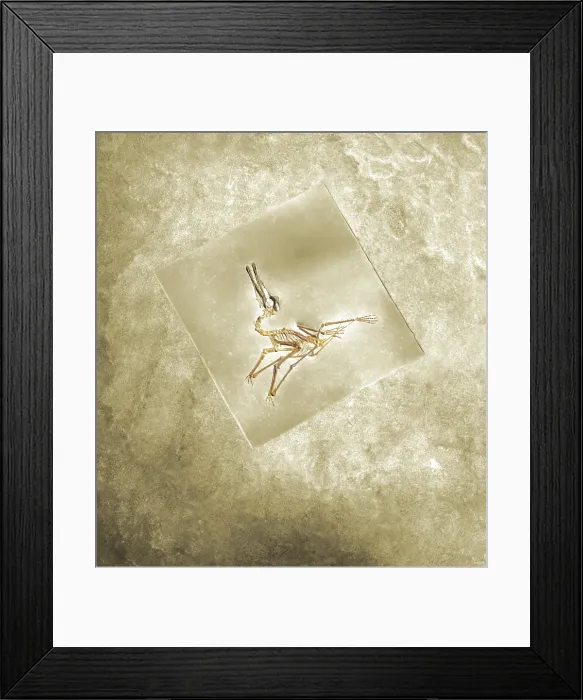 Framed Print : Pterodactylus Elegans Framed Print : Pterodactylus Elegans