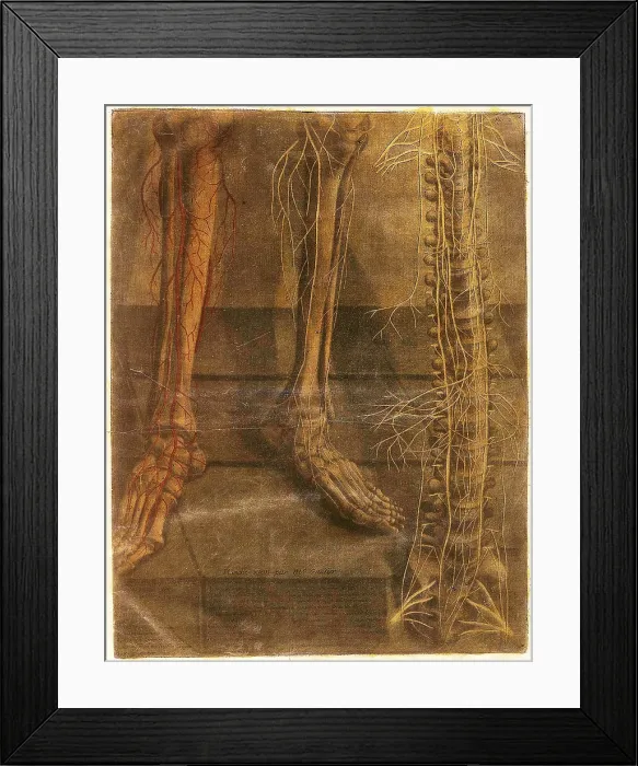 Framed Print : Anatomie Generale Des Visceres Framed Print : Anatomie Generale Des Visceres