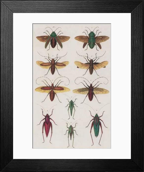 Framed Print : Insects, Seba's Thesaurus, 1734