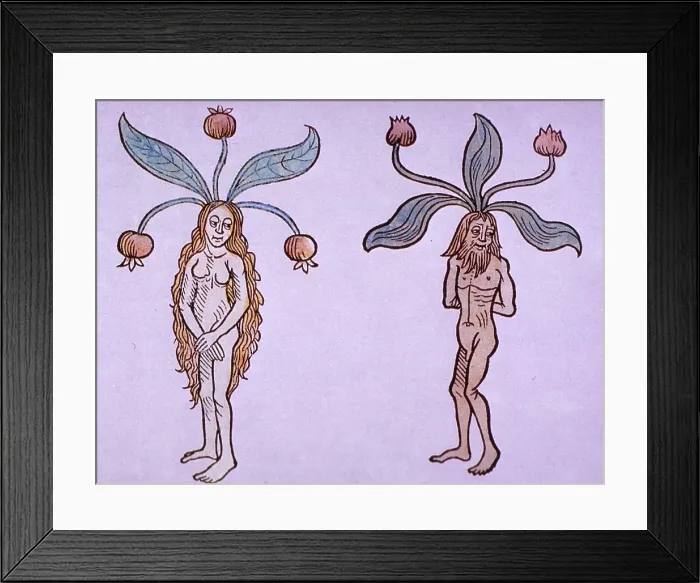 Framed Print : Female and Male Mandrake, Alchemy Plant Framed Print : Female and Male Mandrake, Alchemy Plant