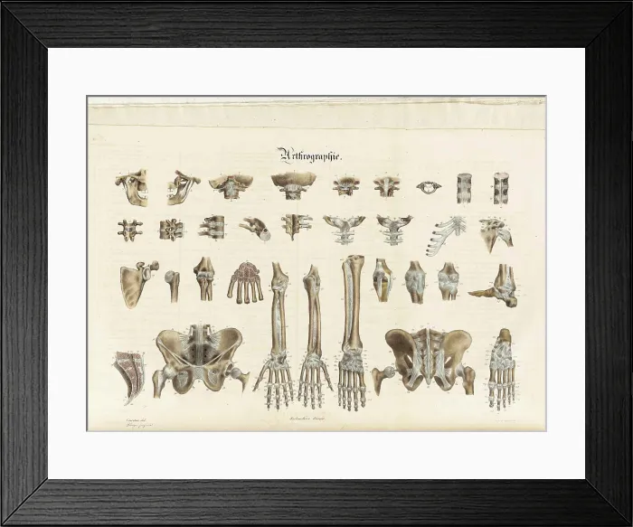 Framed Print : Anatomie Methodique Illustrations Framed Print : Anatomie Methodique Illustrations