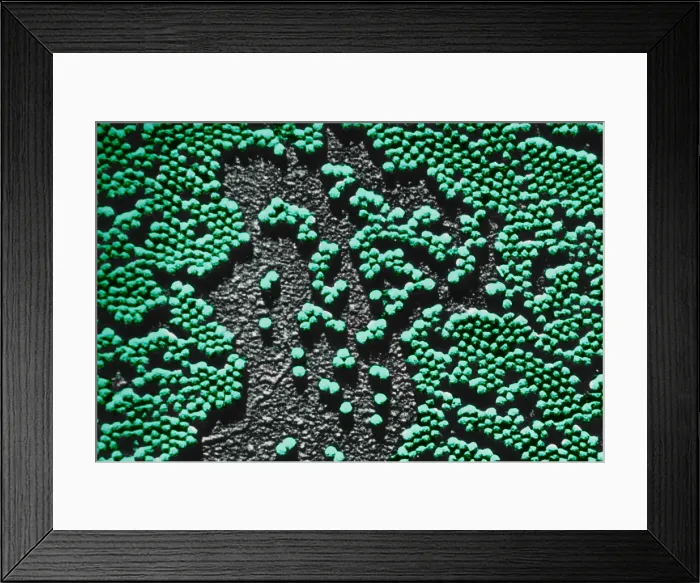 Framed Print : Human Enterovirus, Poliovirus, TEM Framed Print : Human Enterovirus, Poliovirus, TEM